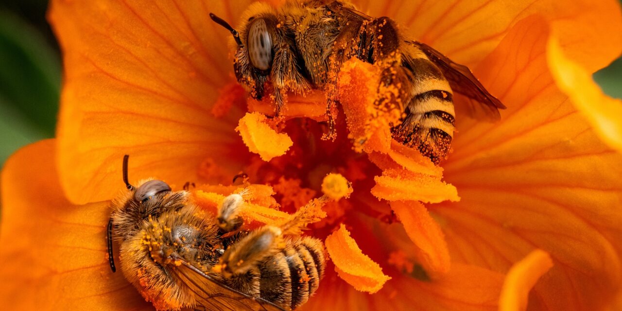 4,000 Reasons to Love Bees
