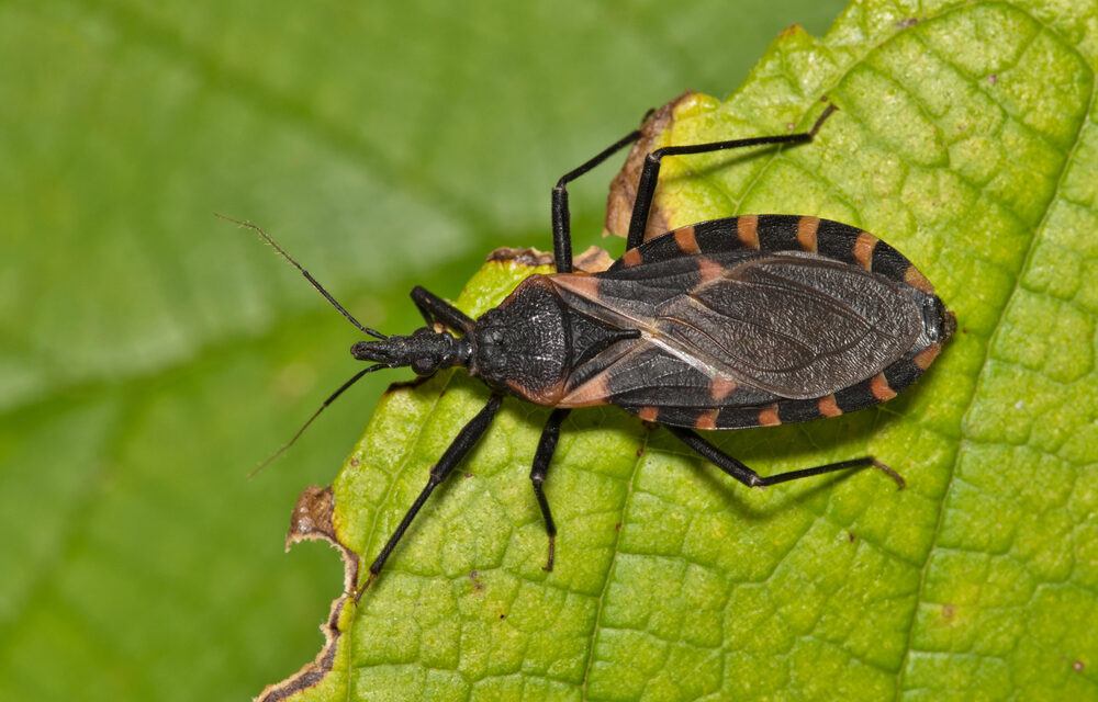 Chagas Disease: The Essential Illness Few Know About
