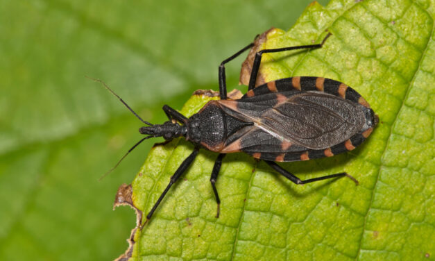 Chagas Disease: The Essential Illness Few Know About