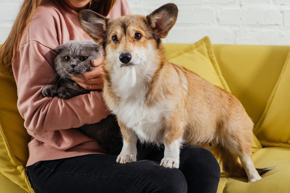 Become Tobacco-Free for Your Pet!