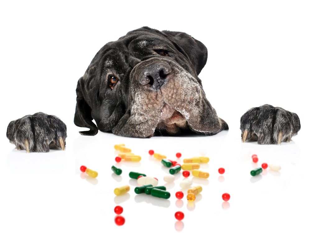 Can you Give your Dog or Cat Aspirin?