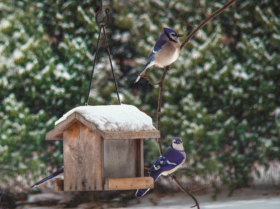 Choosing the Best Foods for Backyard Birds