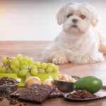Common Pet Poisons