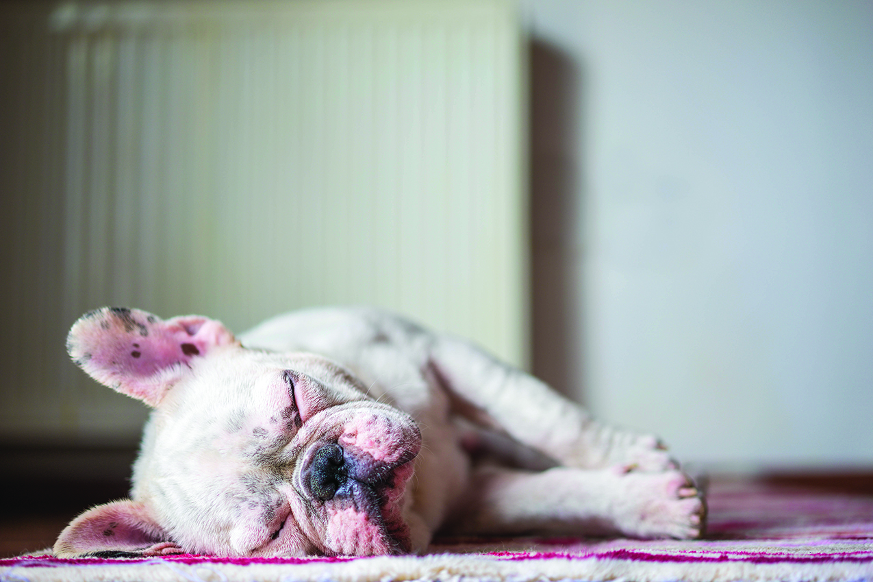 Common Conditions that Affect Dogs Buffalo Healthy Living Magazine