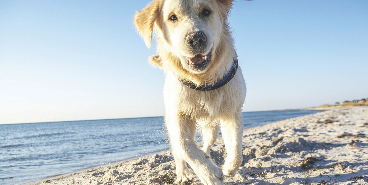 Dogs Can Be Vulnerable to Sunburn, Too