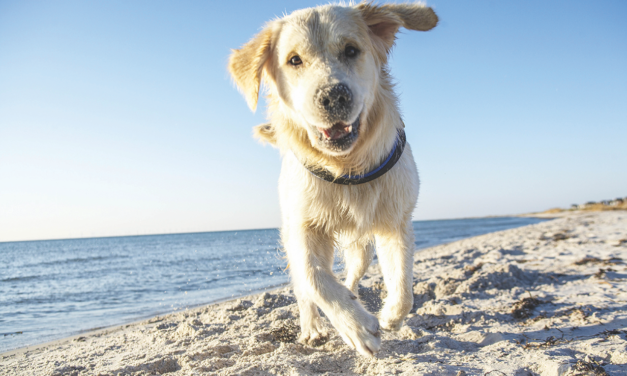 Dogs Can Be Vulnerable to Sunburn, Too