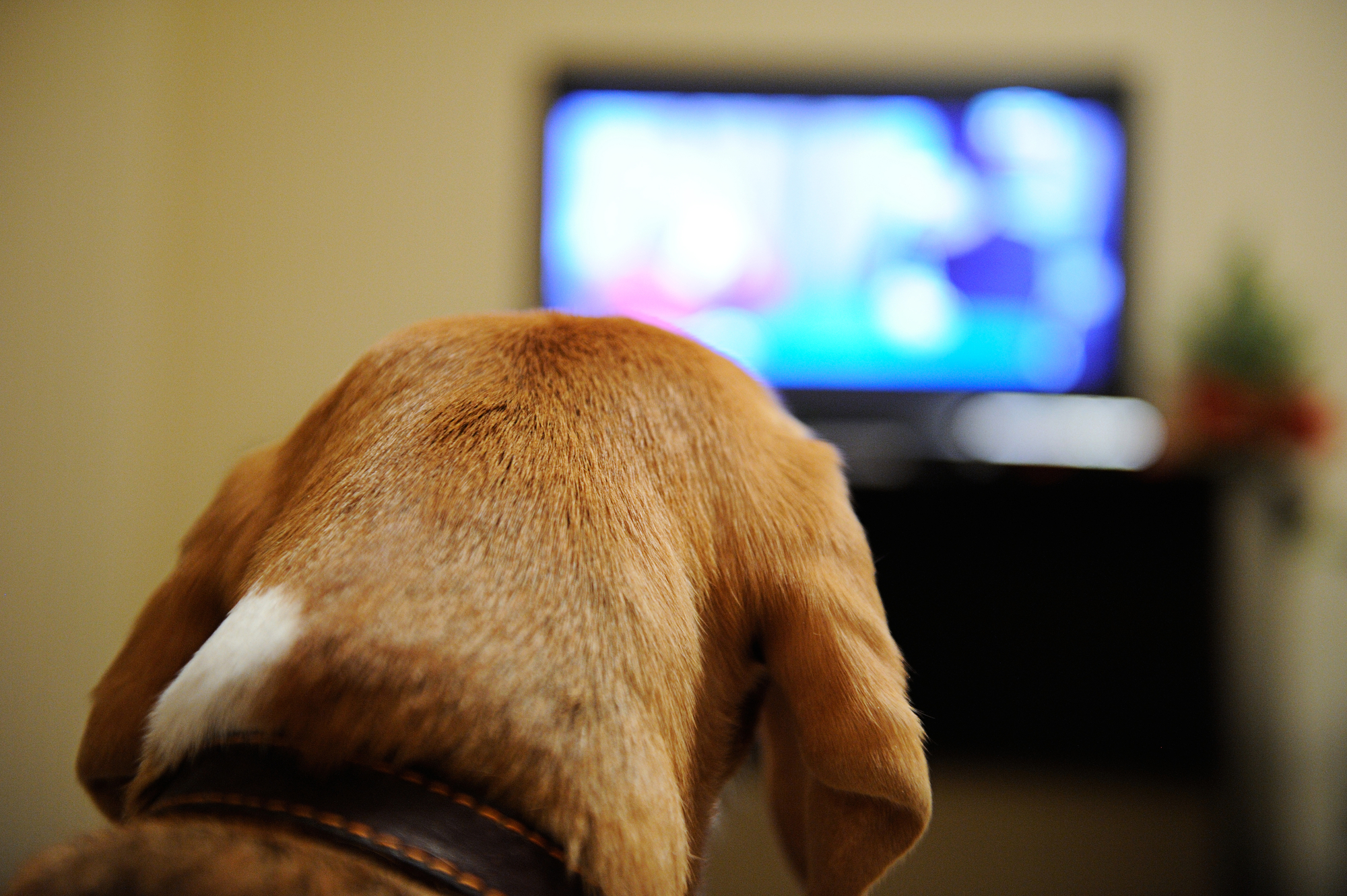 Is Your Dog Bored? - DOGTV: Television for Dogs