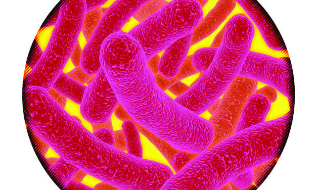 Embracing Germs: They’re Not All Are Bad