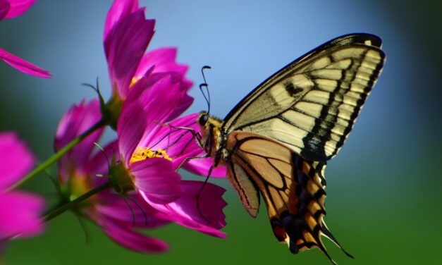 Exciting Initiatives at the Buffalo and Erie County Botanical Gardens: Why We Need Your Support