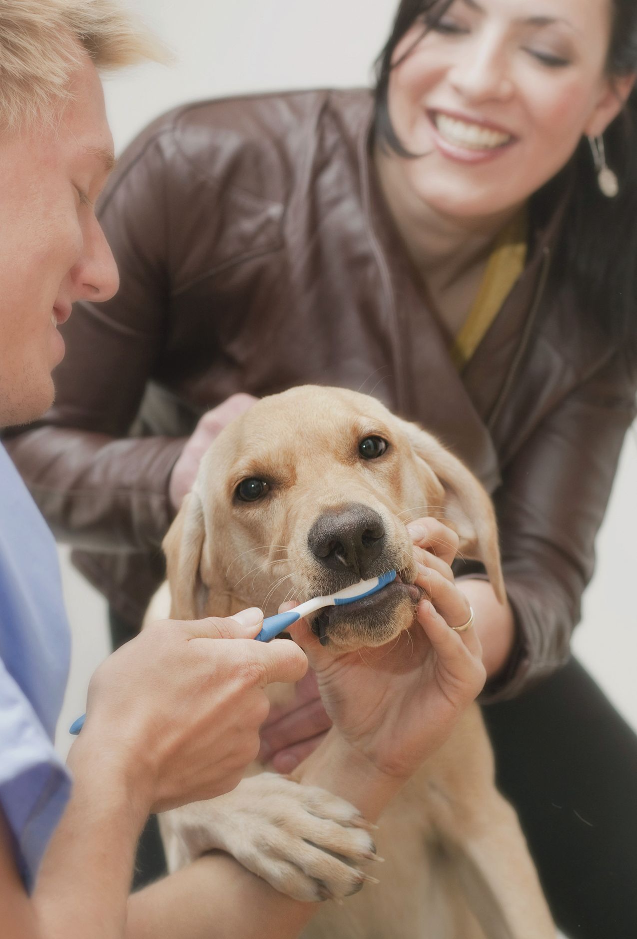 Brush Up on Pet Dental Health