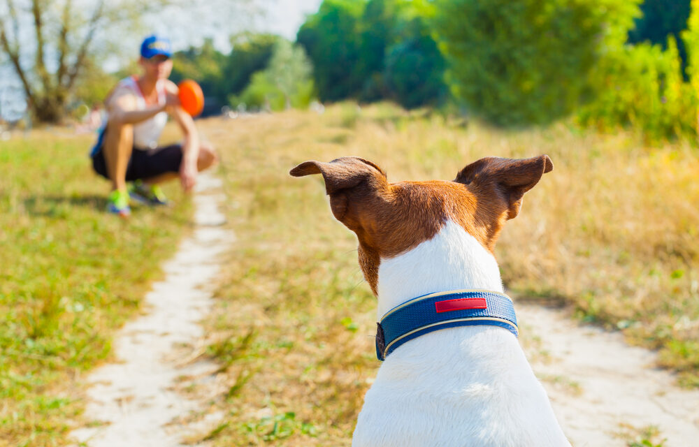 Get Your Pets in Shape for Spring