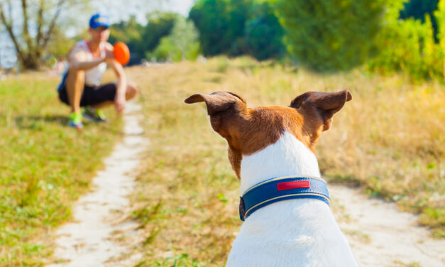 Get Your Pets in Shape for Spring