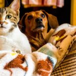 Have a Pet? Don’t ‘Fall’ for the Myth of Seasonal Heartworm Prevention