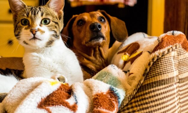 Have a Pet? Don’t ‘Fall’ for the Myth of Seasonal Heartworm Prevention