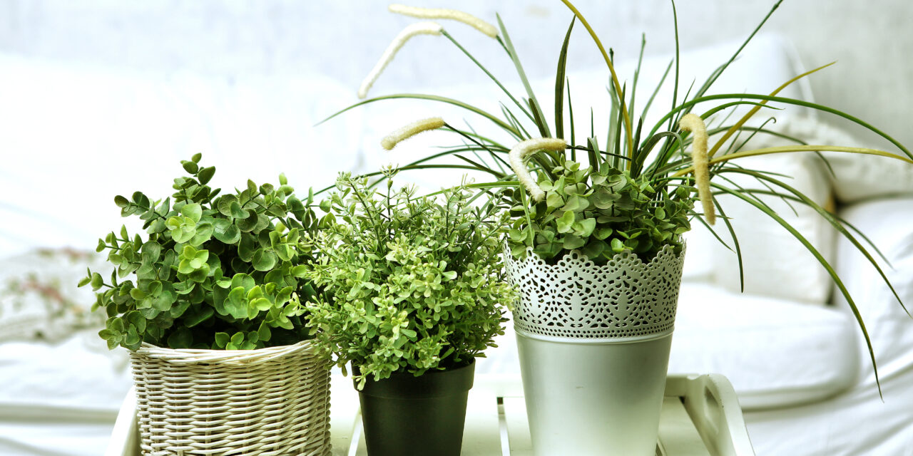Houseplants Can Clean Indoor Air