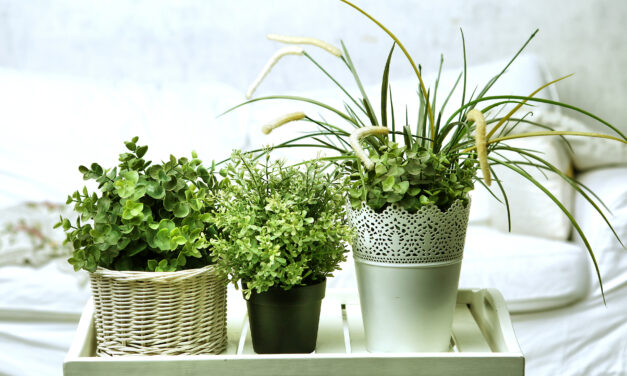 Houseplants Can Clean Indoor Air