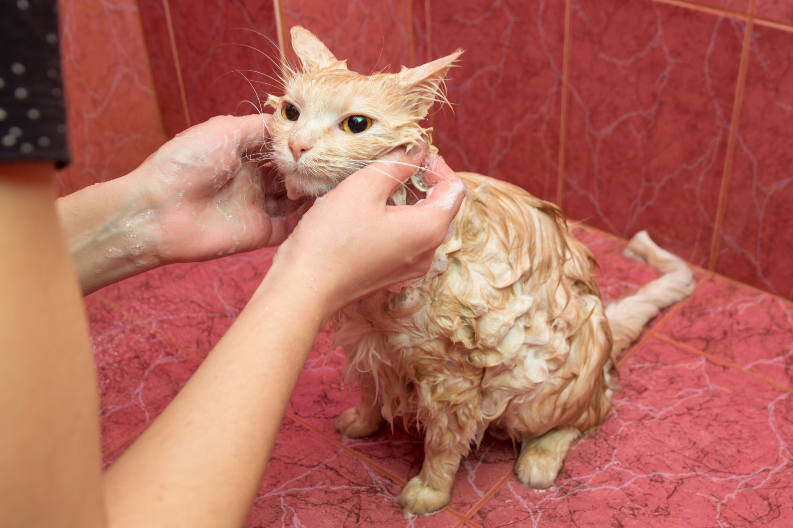 An adult cat is bathed in the bathroom, itches the cervix soothing the
