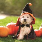Keep Pets Safe this Halloween