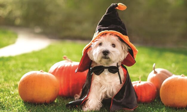 Keep Pets Safe this Halloween