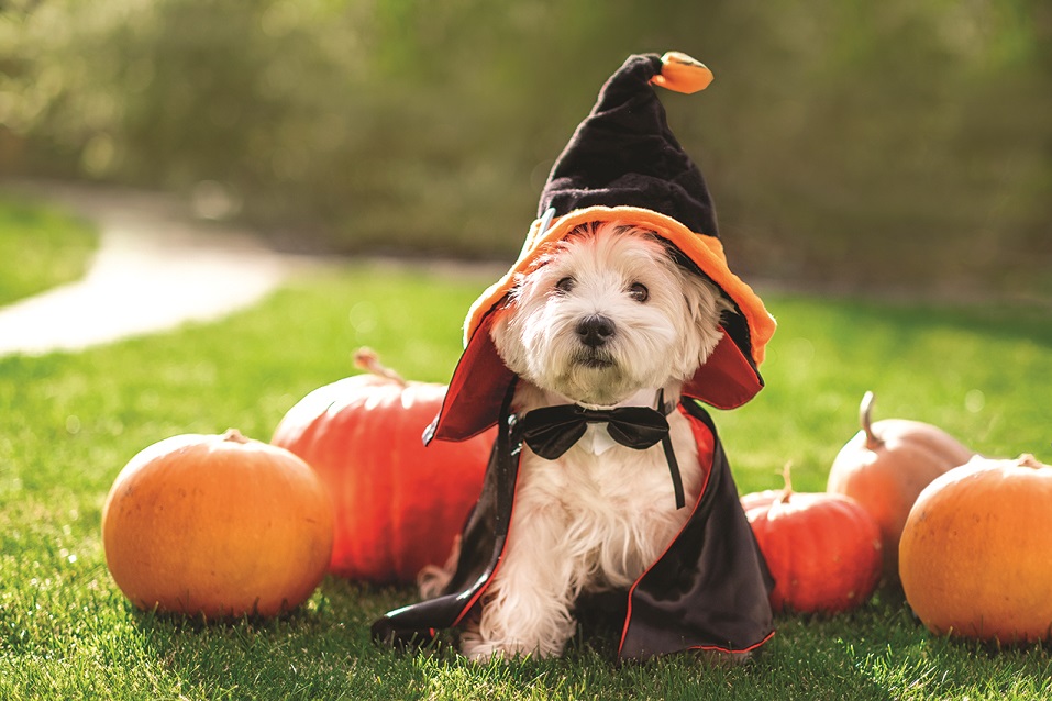 Keep Pets Safe this Halloween