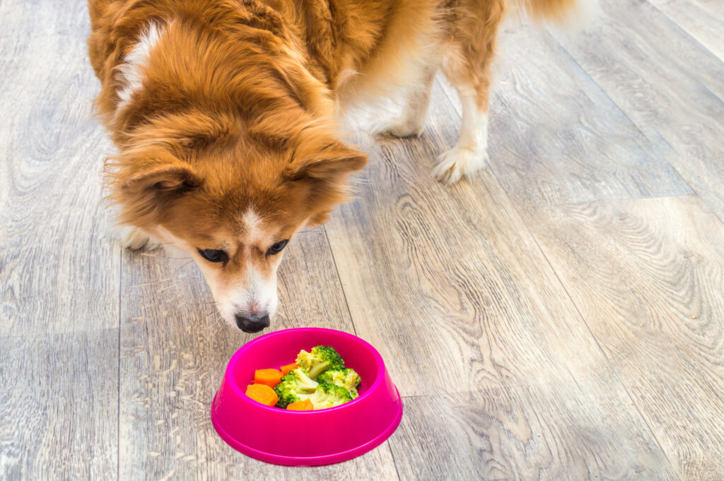 Know the ABCs of Healthy Human Food for Dogs Buffalo Healthy Living