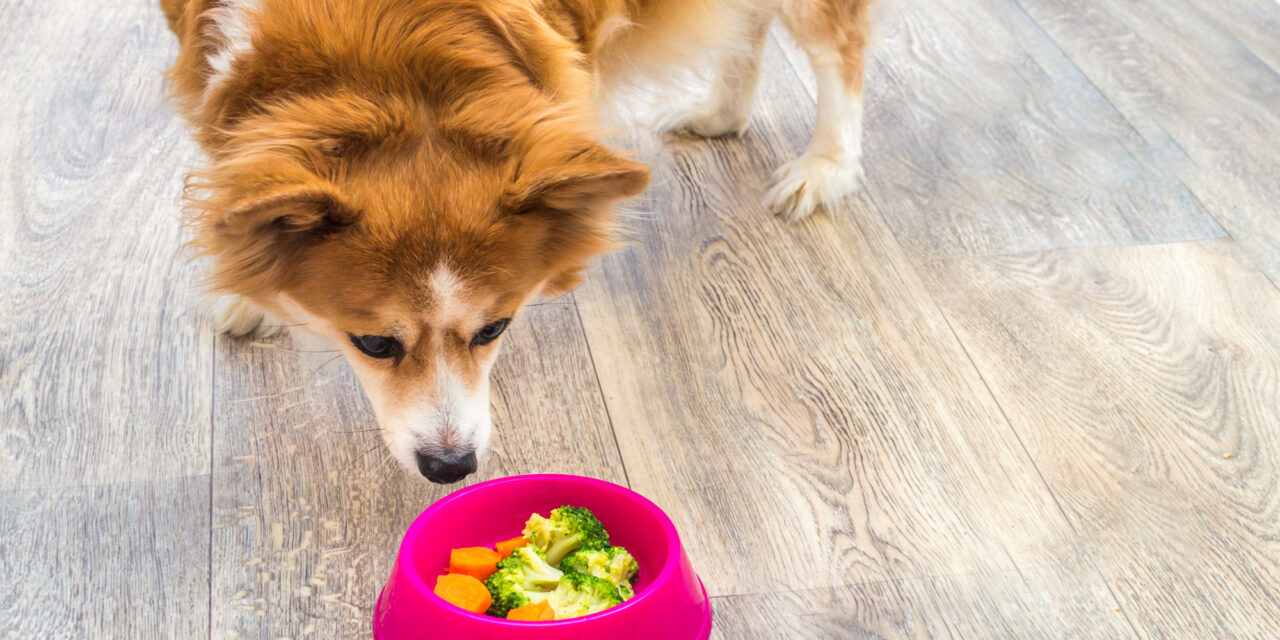 Know the ABCs of Healthy Human Food for Dogs
