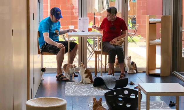 Love Felines? Visit Buckminster’s Cat Café for a Unique Experience!