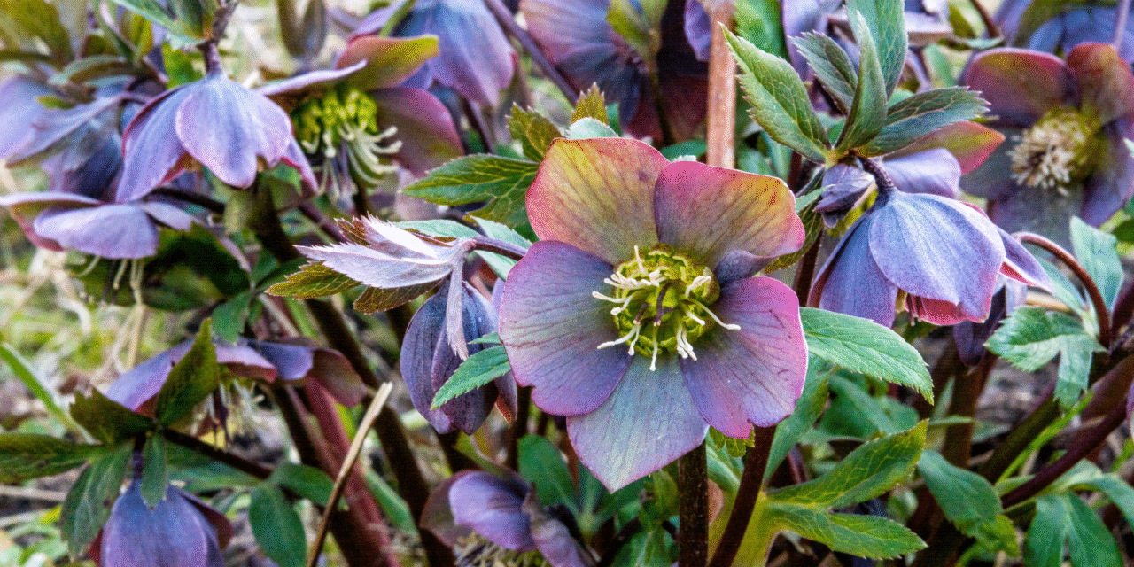 Perennials to Consider for Your Garden This Year