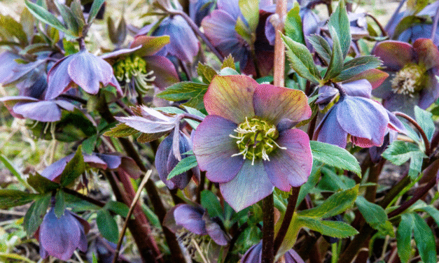 Perennials to Consider for Your Garden This Year