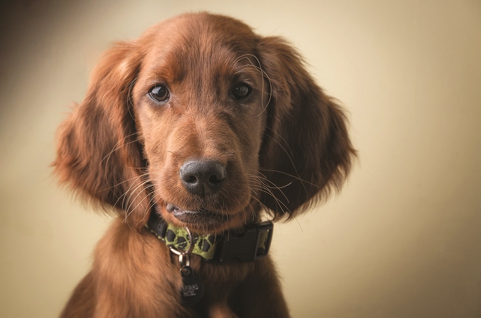 Protect Dogs Against Lyme Disease