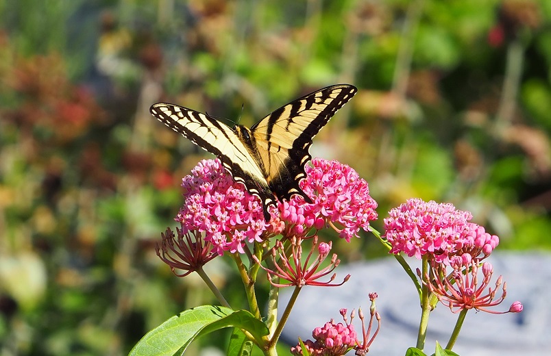 Rewilding Western New York: The Power of Native Plants 
