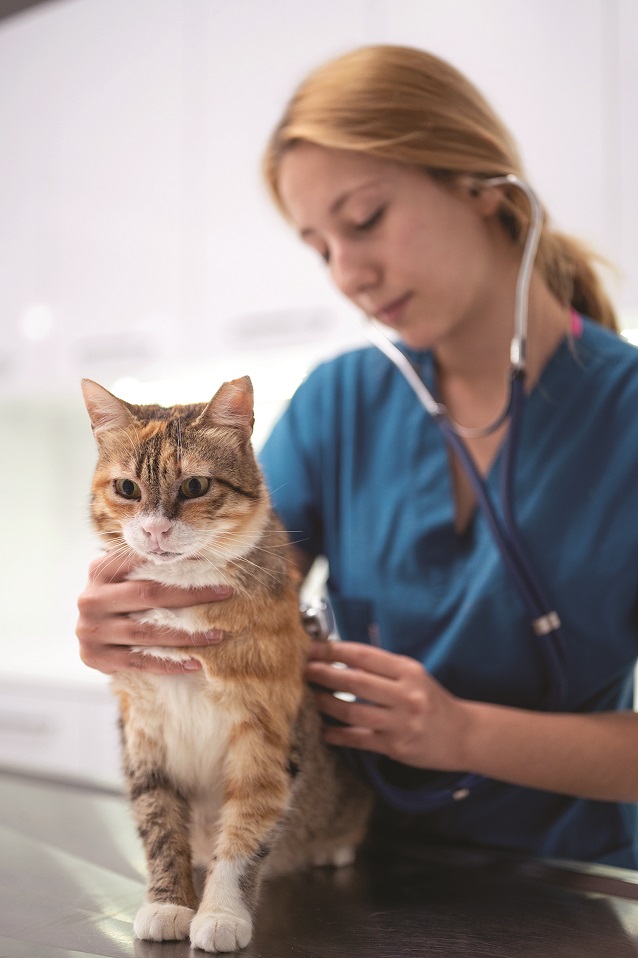 Risk Factors for Pet Cancers 