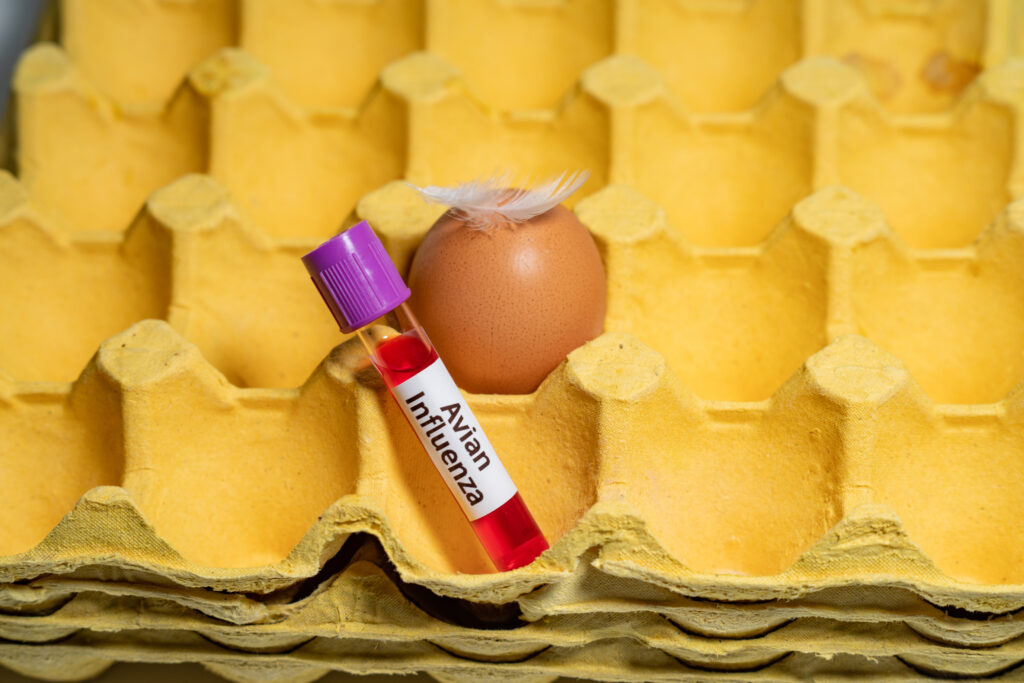 Detailed Can You Get Bird Flu From Eggs Moment for Desktop Detailed Can You Get Bird Flu From Eggs Moment for Desktop