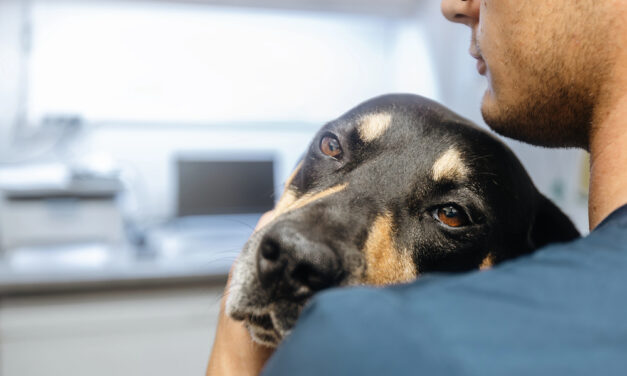 Signs Your Pet is in Pain