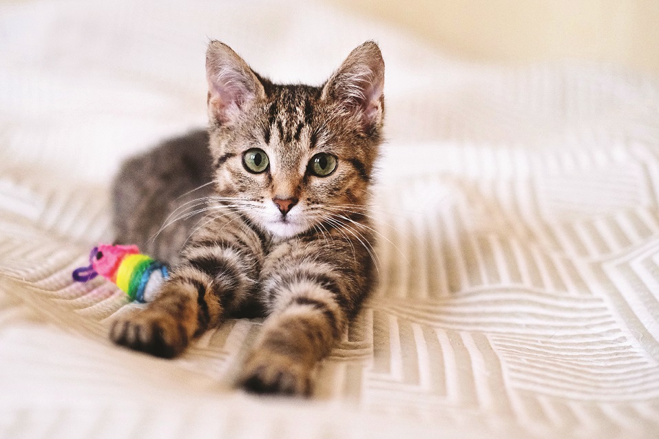 Spaying Helps Prevent Cat Overpopulation 