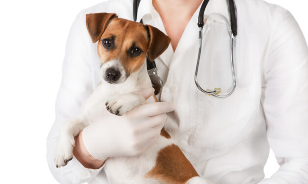 Symptoms of Illness in Four Common Pets