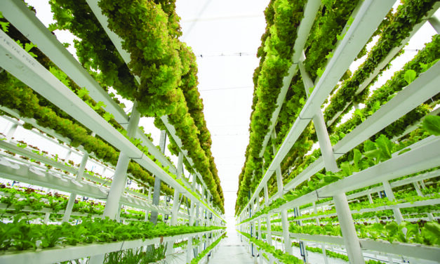 The Basics of Vertical Farming