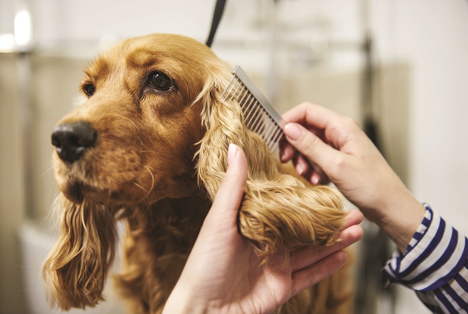 The Benefits of Professional Dog Grooming 