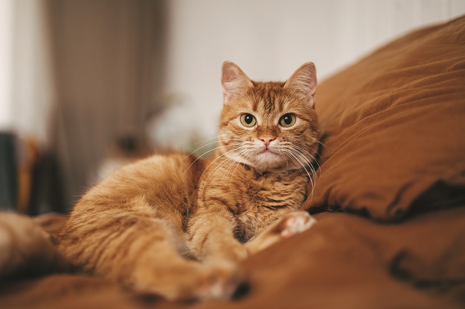 The Purrfect Guide to Helping Cats Adjust to A New Home