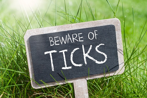 Tick-Borne Diseases Are on the Rise: What You Need to Know 