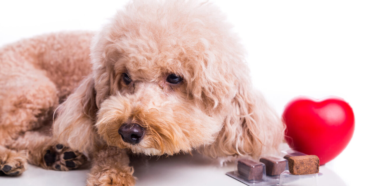 Heartworm: What Every Pet Owner Should Know