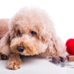 Heartworm: What Every Pet Owner Should Know