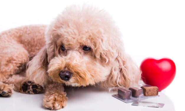 Heartworm: What Every Pet Owner Should Know