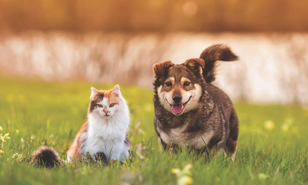 What Pet Owners Should Know About Heartworm  