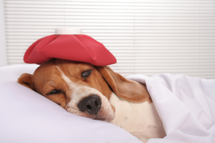 Your Dog (and Cat) Could Get the Flu!