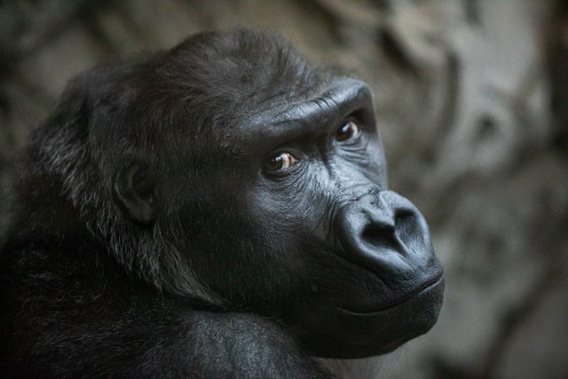 Buffalo Zoo Gorilla Moves to Start a Family of Her Own