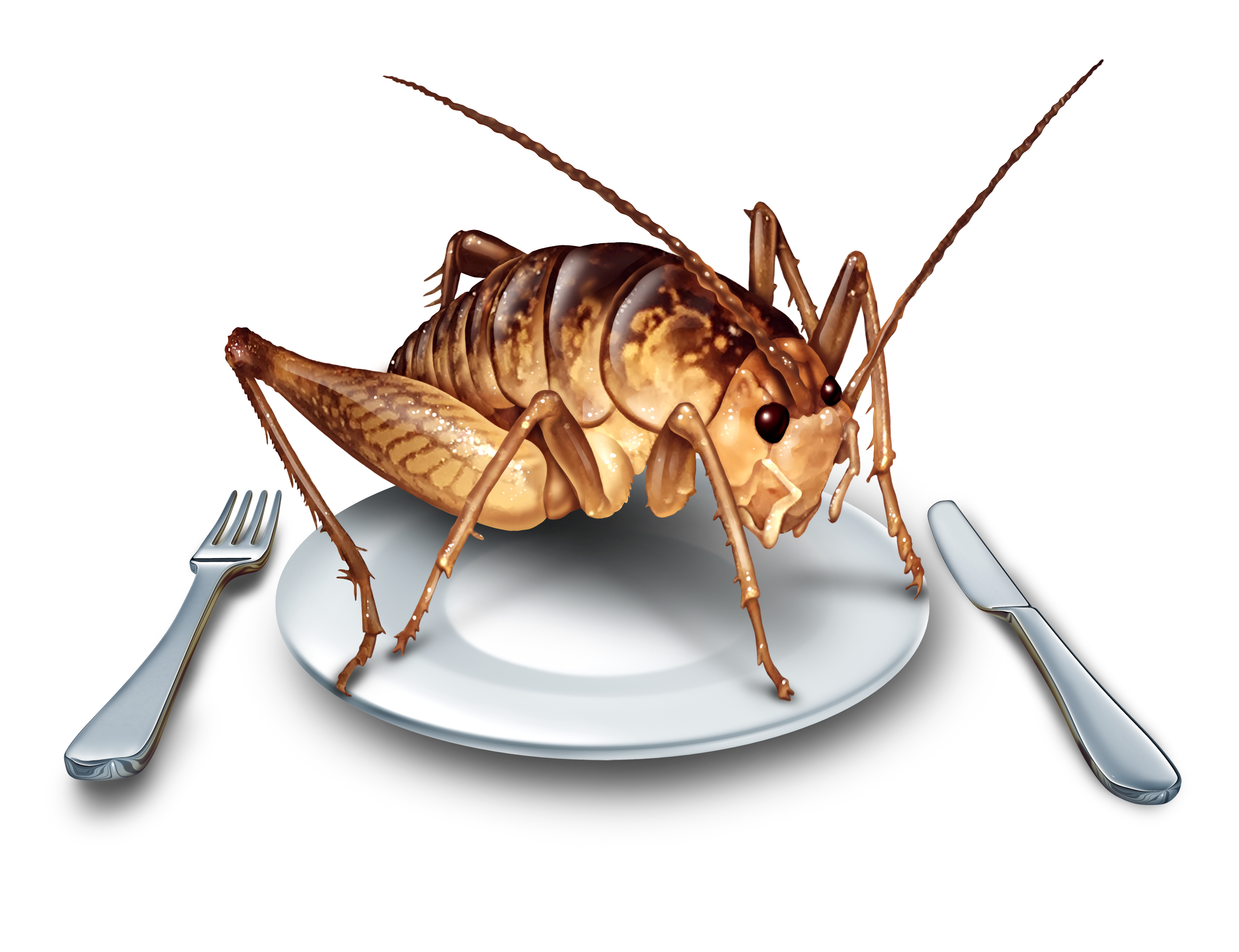 How to Keep Bugs off Your Food