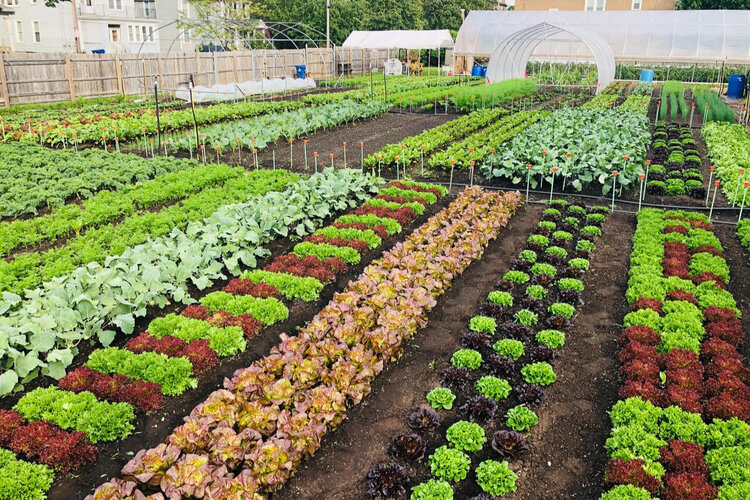 NEW! Urban Farm Day is FREE, Self-Guided, and Features 16 Area Urban Farms