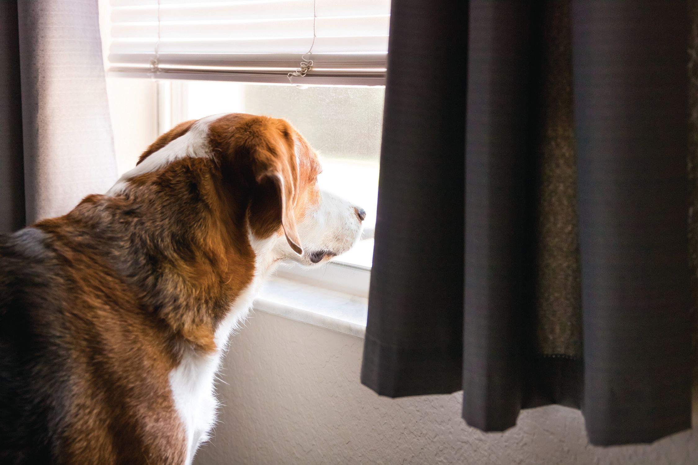 Transitioning Pets to Post-Quarantine Routines